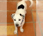 Small Photo #9 Huskies -Unknown Mix Puppy For Sale in Mesa, AZ, USA