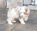 Small #3 Pom-A-Poo