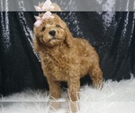 Puppy Kiki F1B Goldendoodle (Miniature)