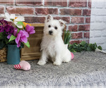 Small #2 West Highland White Terrier