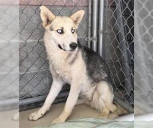 Siberian Husky-Unknown Mix Dogs for adoption in Redlands, CA, USA