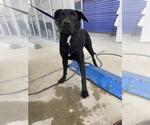 Small Labrador Retriever