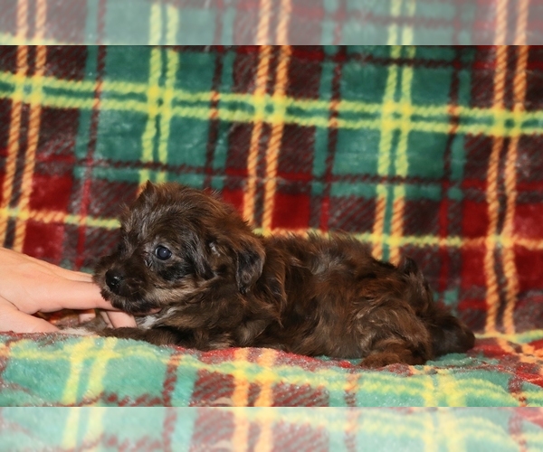 Medium Photo #14 Yorkiepoo mix (+ Poodle Toy) Puppy For Sale in DYERSBURG, TN, USA