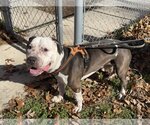 Small Photo #2 American Pit Bull Terrier-Unknown Mix Puppy For Sale in Millersville, MD, USA