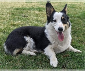 Mother of the Welsh Cardigan Corgi puppies born on 09/29/2022
