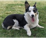 Small Photo #1 Welsh Cardigan Corgi Puppy For Sale in OTIS ORCHARDS, WA, USA