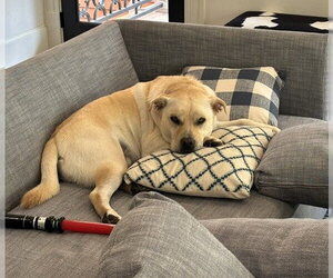 Sailor - Male Mutt Dog for Adoption - Photo #3