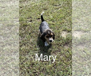 Beagle Puppy for sale in WOODBRIDGE, VA, USA