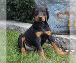 Small Photo #6 Doberman Pinscher Puppy For Sale in NARVON, PA, USA