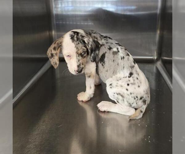 Medium Photo #1 Catahoula Leopard Dog-Unknown Mix Puppy For Sale in Houston, TX, USA