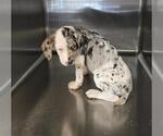 Small Catahoula Leopard Dog Mix
