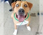 Small #10 Retriever  Mix
