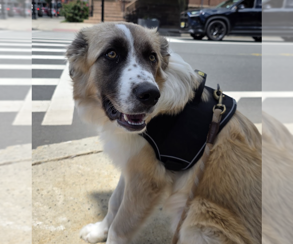Medium Photo #5 Great Pyrenees-Unknown Mix Puppy For Sale in Brooklyn, NY, USA