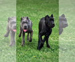 Small #5 Cane Corso