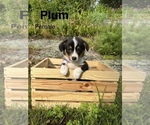 Puppy Plum Pembroke Welsh Corgi