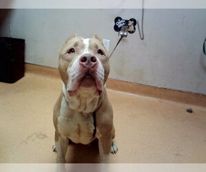 Mastiff-Unknown Mix Dogs for adoption in Martinez, CA, USA