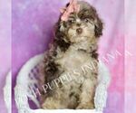 Small #5 Poodle (Miniature)