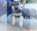 Small Photo #2 German Shepherd Dog Puppy For Sale in MONROE, NC, USA