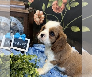 Cavalier King Charles Spaniel Puppy for sale in ABILENE, TX, USA