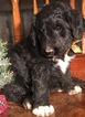 Small Photo #3 Aussiedoodle Puppy For Sale in ARBA, IN, USA