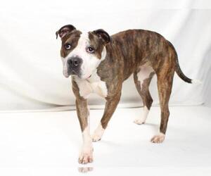 American Pit Bull Terrier Dogs for adoption in Burbank, CA, USA