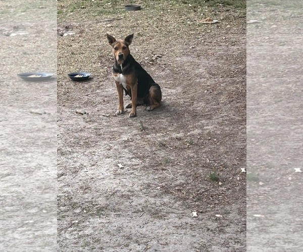 Medium Photo #3 Mutt Puppy For Sale in Holly Springs, NC, USA