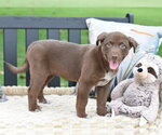 Small #2 Labrador Retriever Mix