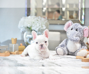 French Bulldog Puppy for sale in FORT LAUDERDALE, FL, USA