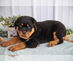 Puppy Diesel Rottweiler