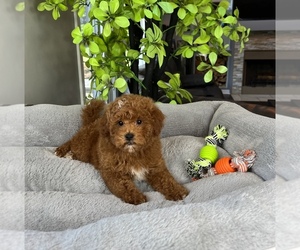 Goldendoodle (Miniature) Puppy for sale in FRANKLIN, IN, USA