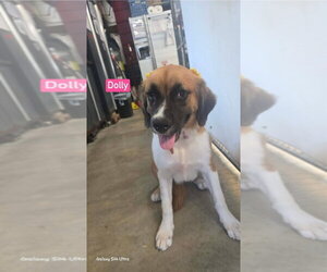 Collie-Unknown Mix Dogs for adoption in Foristell, MO, USA