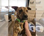 Small Photo #18 Mountain Cur-Unknown Mix Puppy For Sale in Germantown, OH, USA