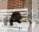 Puppy Puppy 1 lavende Labrador Retriever