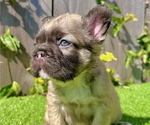 Small #3 French Bulldog