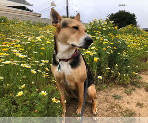German Shepherd Dog-Unknown Mix Dogs for adoption in Dana Point, CA, USA