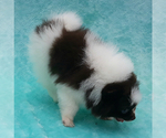 Small #36 Pomeranian