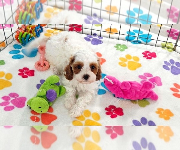 Medium Photo #8 Cavapoo (Miniature)-Poodle (Toy) Mix Puppy For Sale in ORO VALLEY, AZ, USA