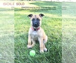 Small Photo #12 Belgian Malinois Puppy For Sale in FAIRPLAY, MD, USA