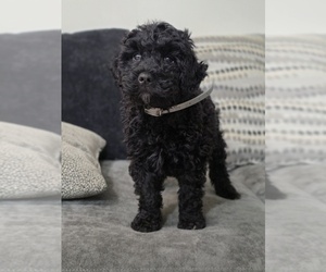 Goldendoodle (Miniature) Puppy for sale in KEENE, NH, USA