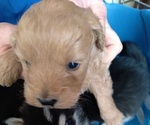 Small Photo #3 Pomsky Puppy For Sale in ADDISON, MI, USA