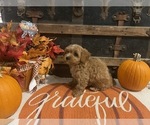 Small #3 Cavapoo