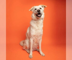 Labrador Retriever-Unknown Mix Dogs for adoption in Rowlett, TX, USA