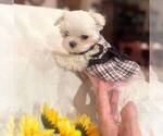 Small #1 Maltese