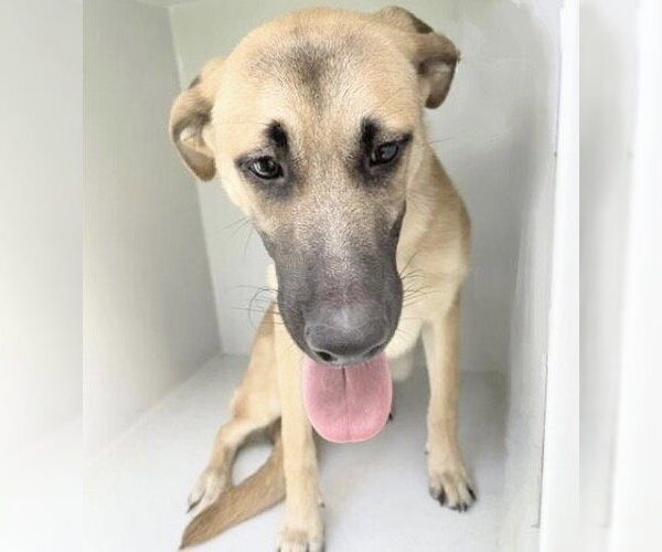 Medium Photo #1 Black Mouth Cur Puppy For Sale in Houston, TX, USA