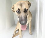 Small Black Mouth Cur
