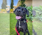 Small #2 Labrador Retriever Mix