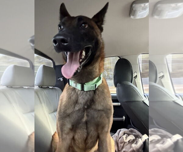 Medium Photo #5 Mutt Puppy For Sale in Imlay City, MI, USA