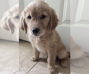 Golden Retriever Puppy for sale in PORTALES, NM, USA