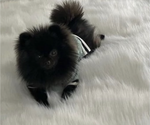 Small Photo #1 Pomeranian Puppy For Sale in CASTLE HAYNE, NC, USA