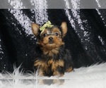 Small #4 Yorkshire Terrier